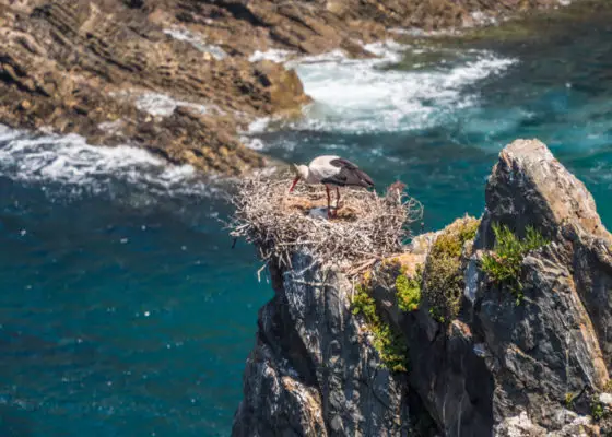 Storks nesting on the rocks