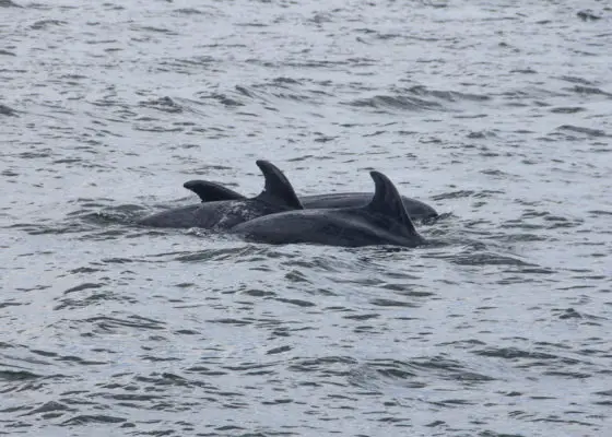 Bottlenose dolphins near Setúbal